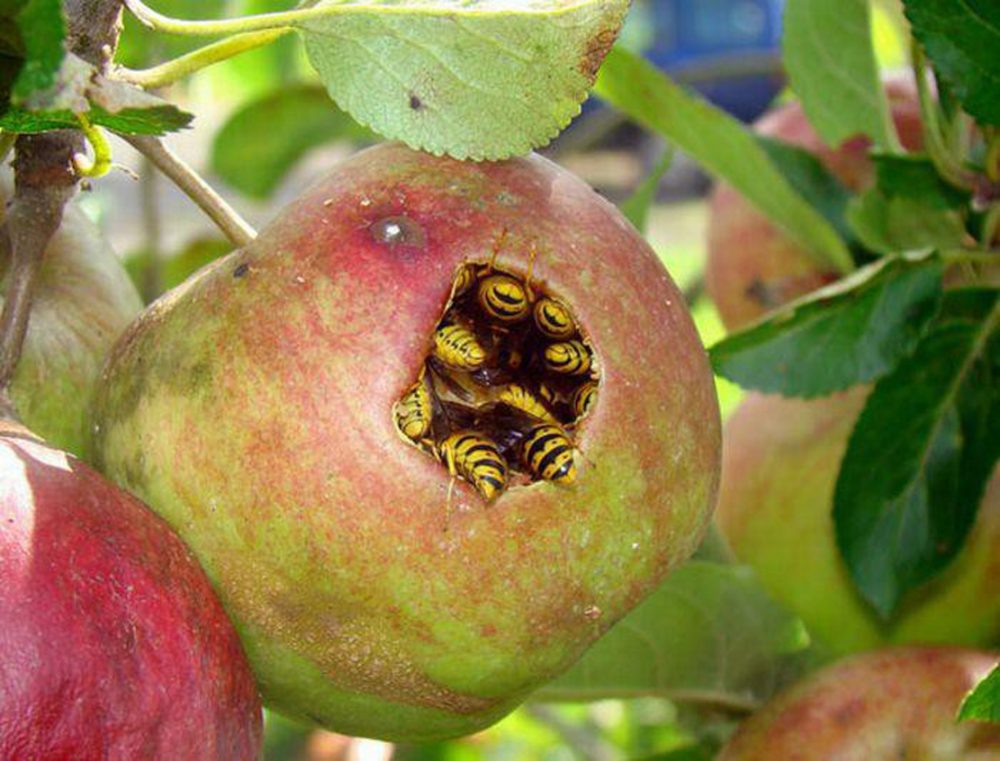 wasps in apple MyConfinedSpace