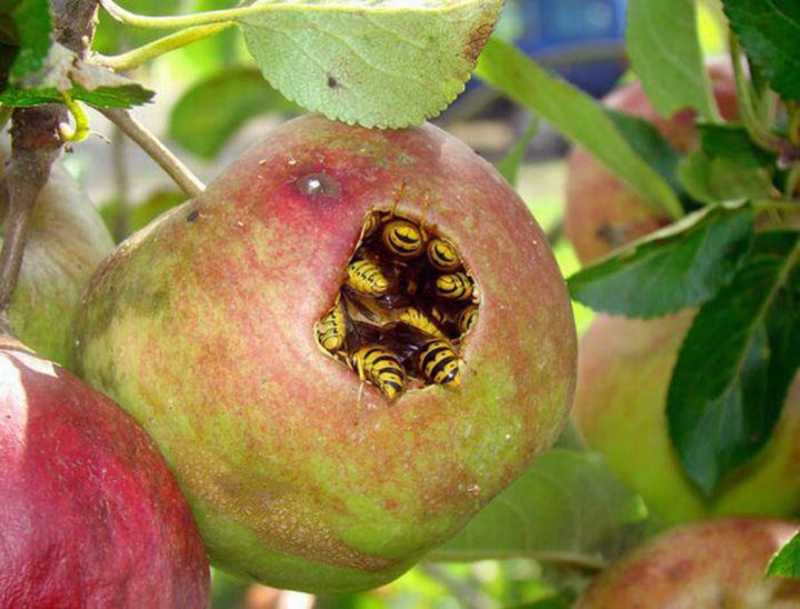 wasps in apple.jpg