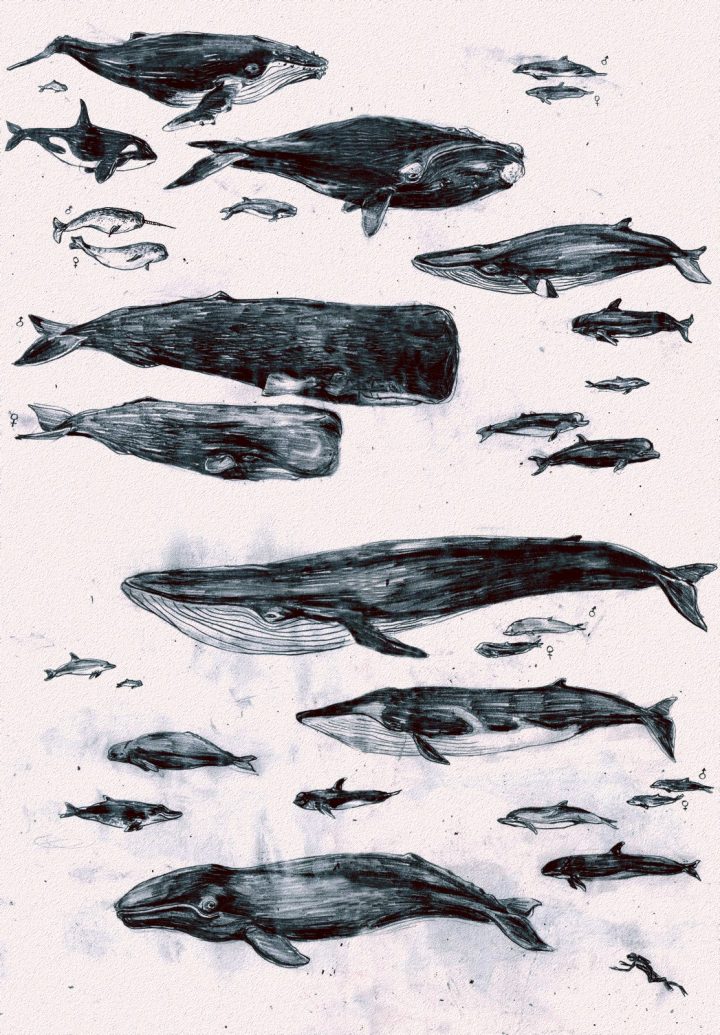 whales of the world.jpg