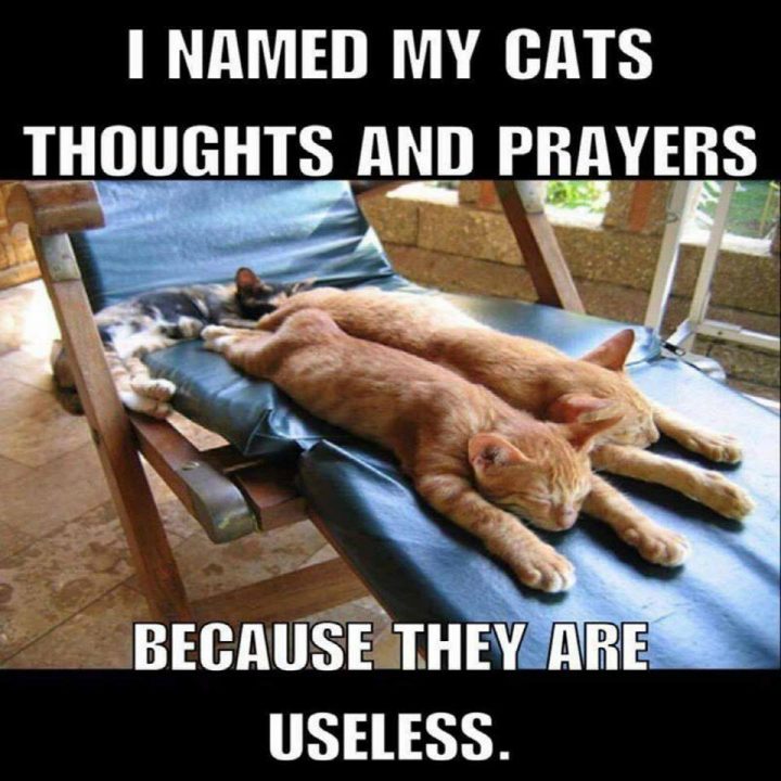 I named my cats thoughts and prayers.jpg