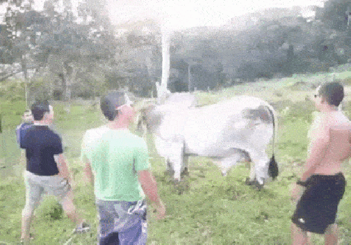 kung-fu-cattle