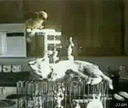 cat imagesThats-not-lotion