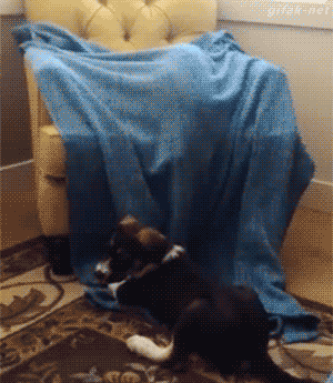cat kitteh attack
