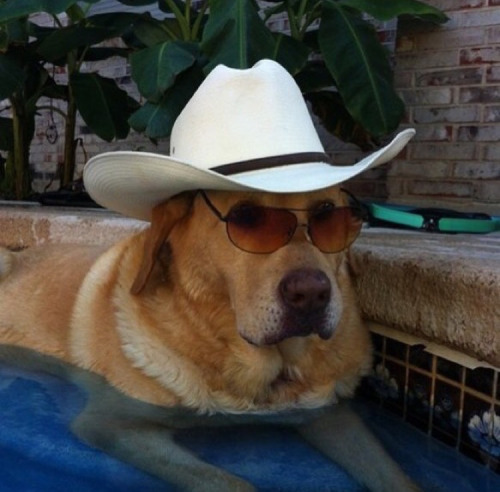 cowboy dog in the pool.jpg