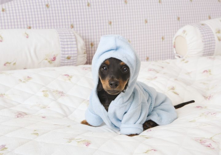 cute dog in a hoodie.jpg