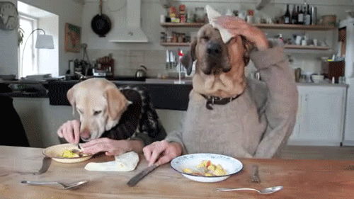 dogs-afternoon-break-025-08202013
