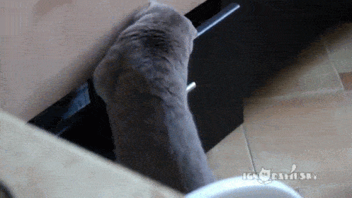 sneaky-animals-005-10152014