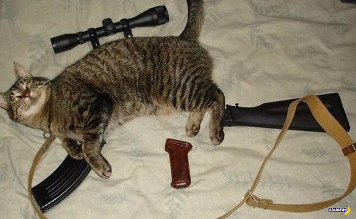 sniper cat.jpg