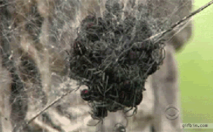 spiders