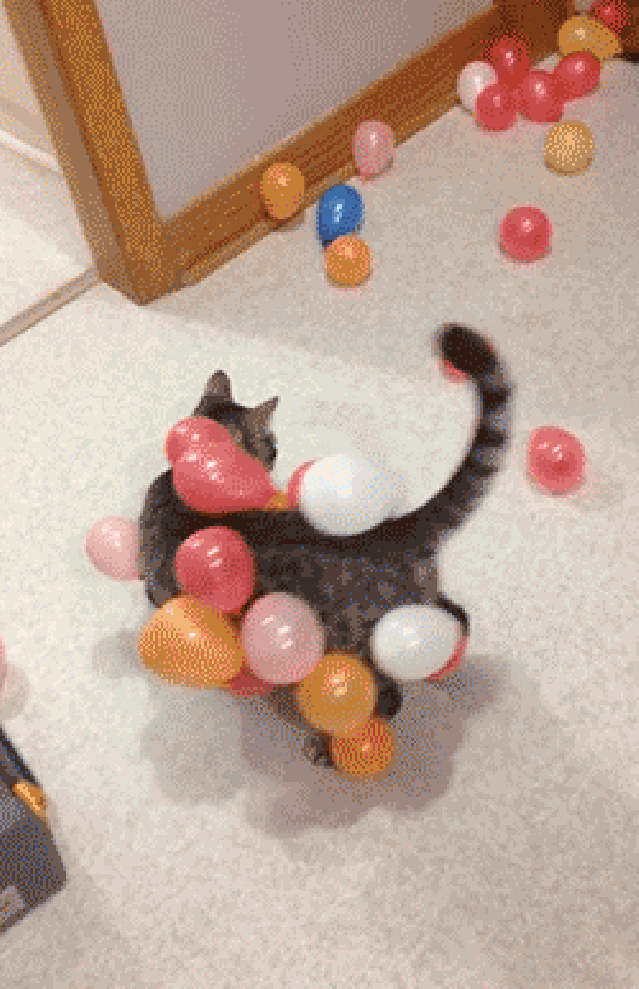 Can you do it? - Funny Funny cat memes, Cat memes, Funny cat jokes