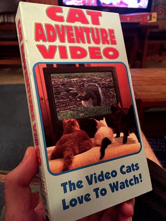 Cat Adventure Video.jpg