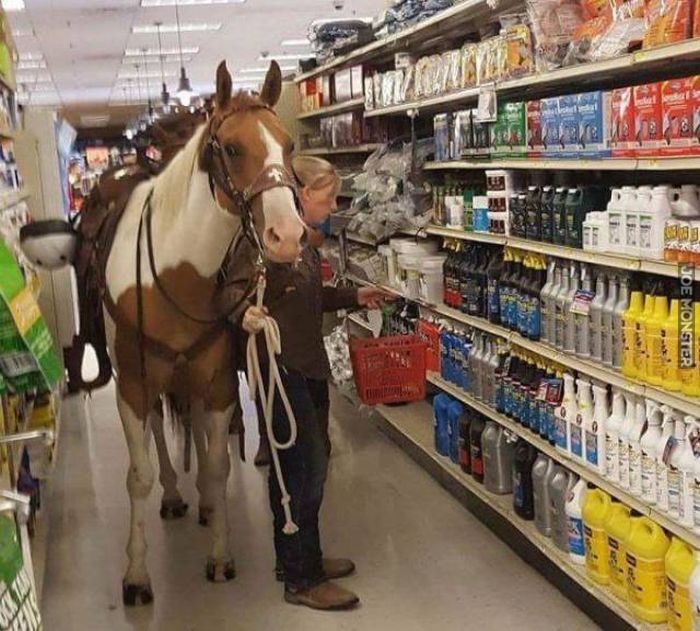 Shopping Horse.jpg