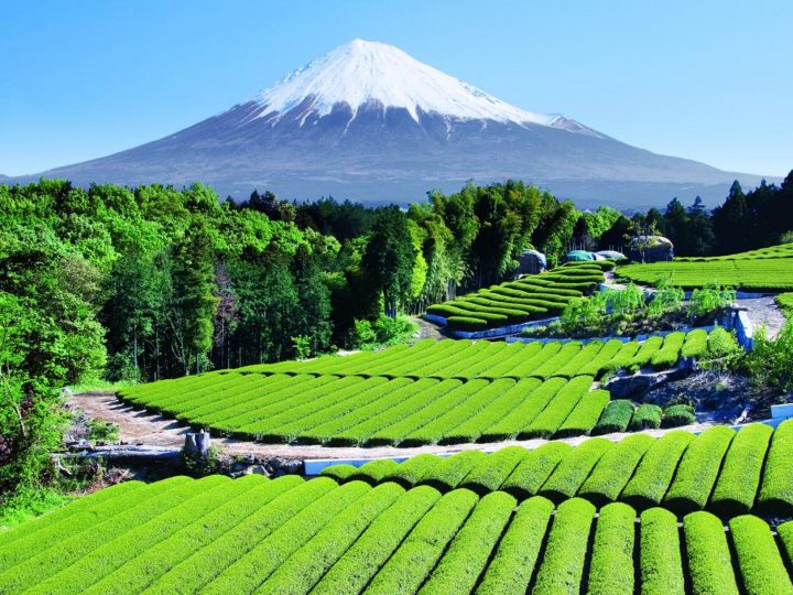 Tea Garden by Mount Fuji.jpg
