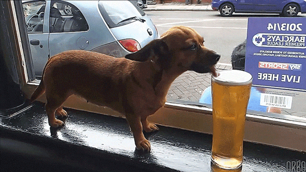 beer dog.gif