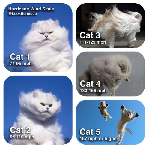 storm-cats