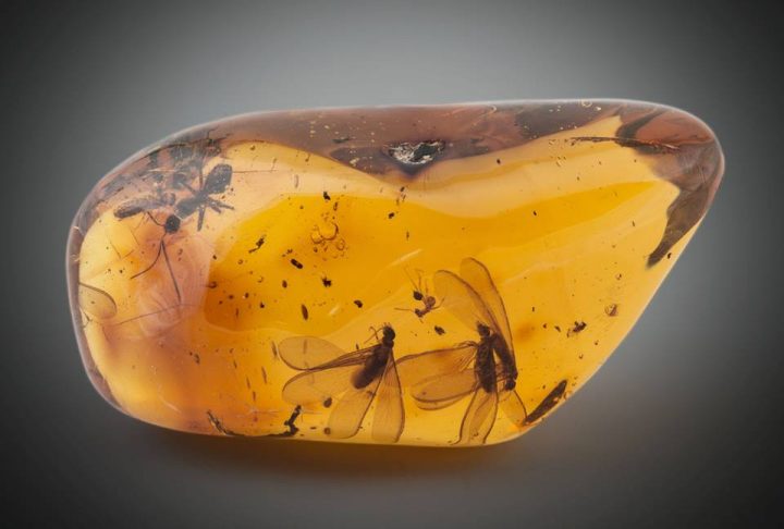 amber-with-inclusions