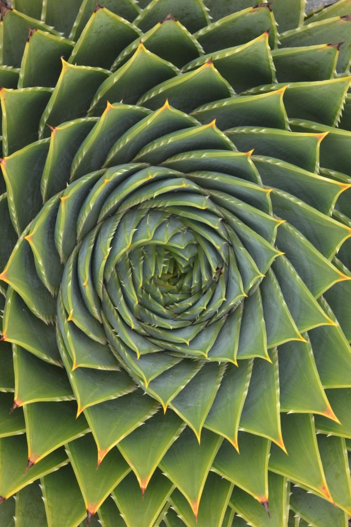 Mathmatical Cactus flower.jpg