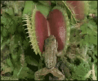 giphy-14
