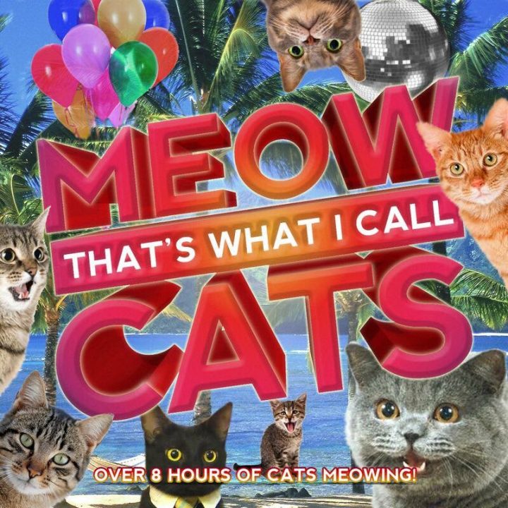 meow that's what I call cats.jpg