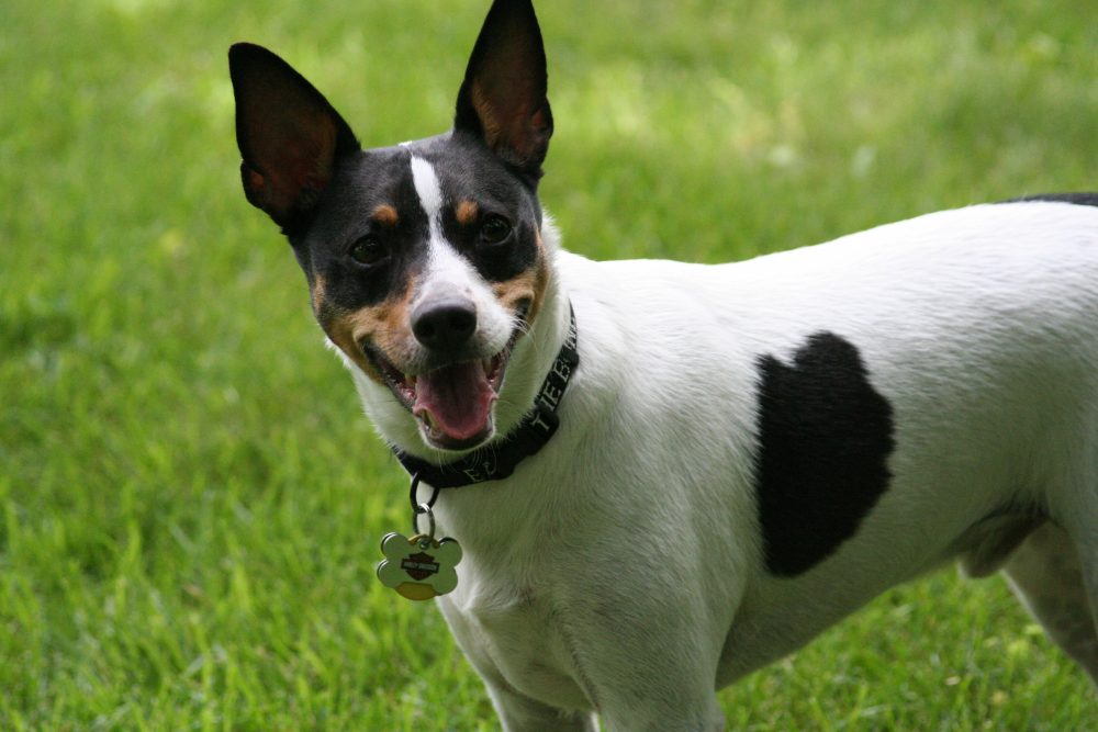 Cute Rat Terrier MyConfinedSpace MyConfinedSpace