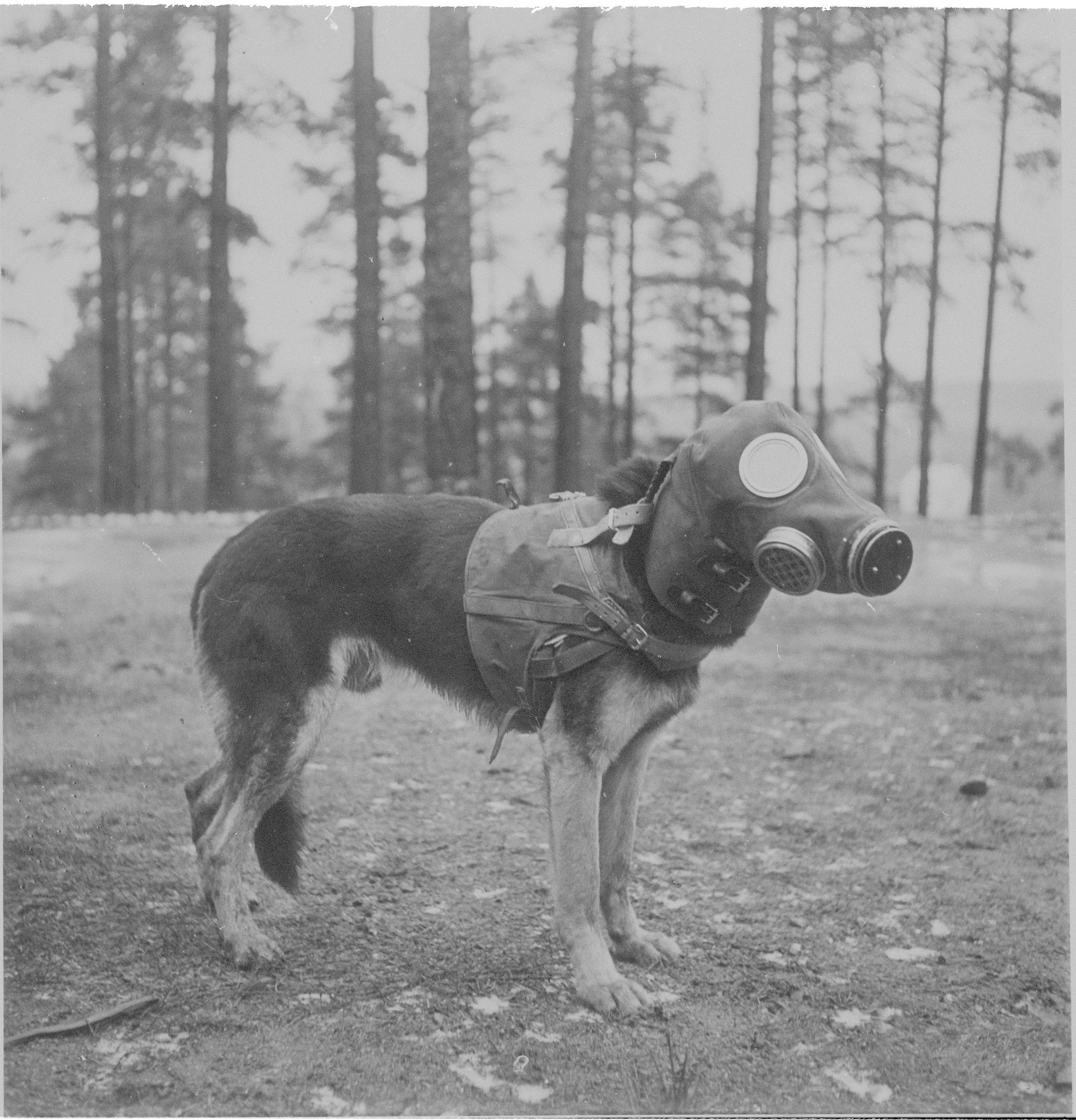 a dog in a gas mask MyConfinedSpace