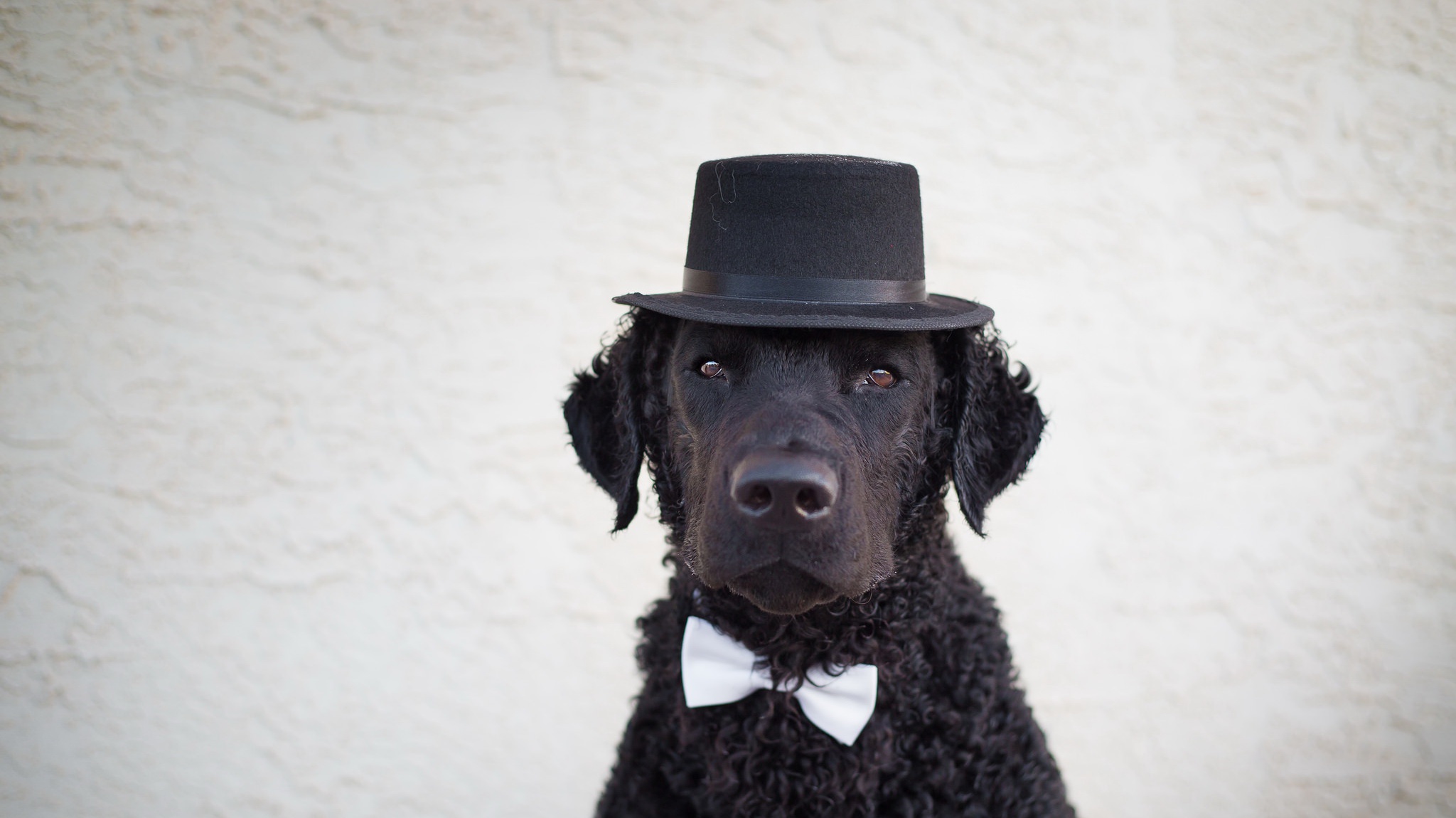 Top Hat Dog MyConfinedSpace