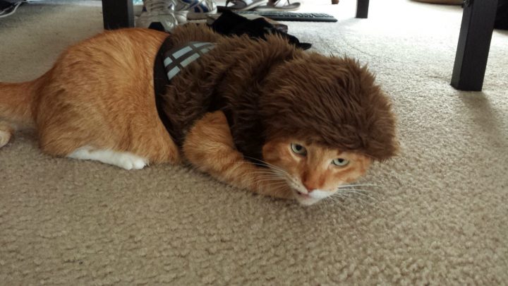 Chewbacca Cat