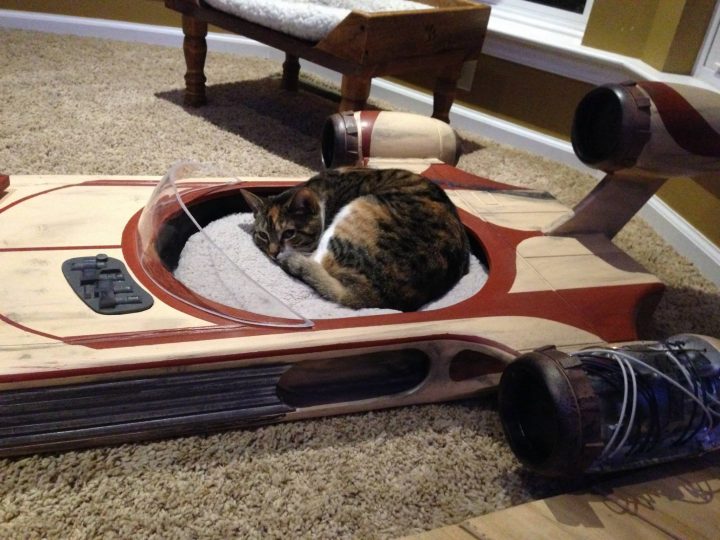 Speeder Cat Bed