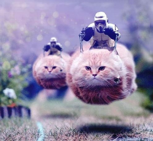 Speeder Cats