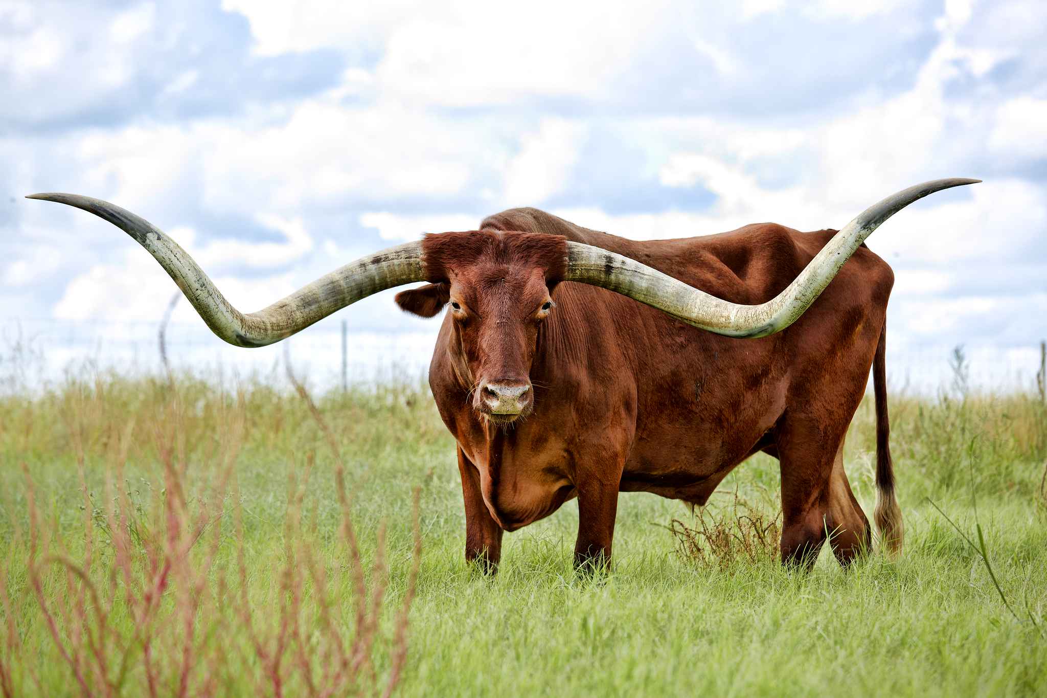 Long horn near me