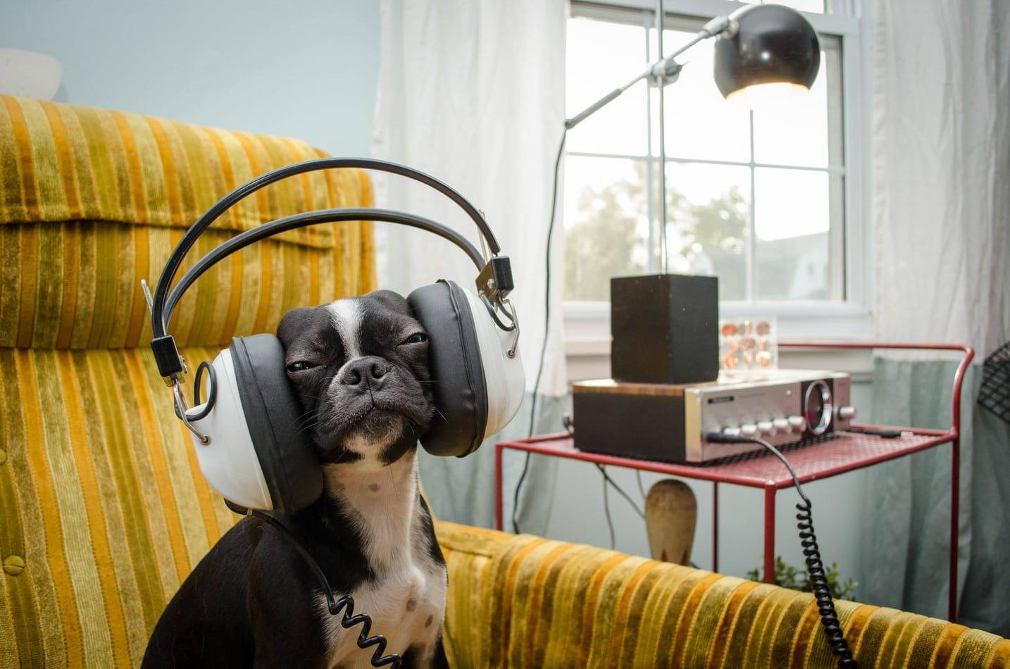 musical dog MyConfinedSpace