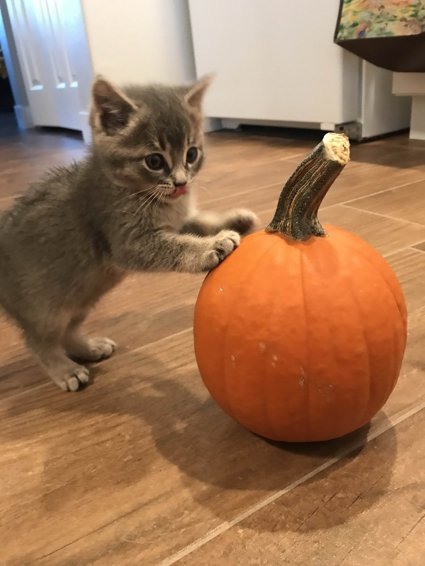 pumpkin kitten « MyConfinedSpace