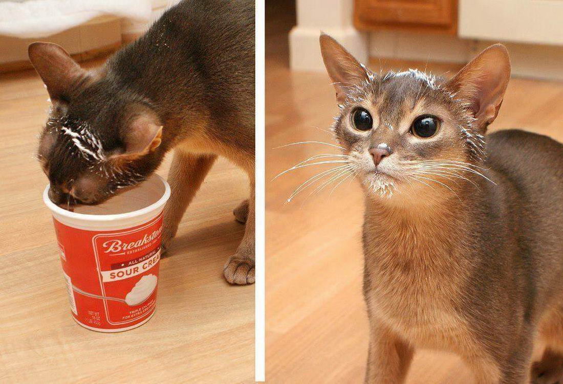 sour cream cat « MyConfinedSpace