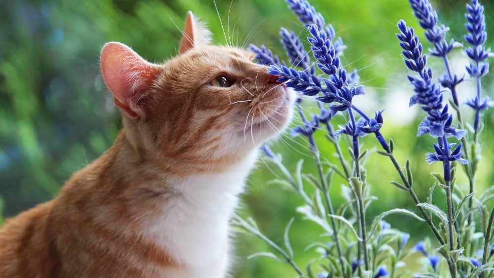 flower smelling cat MyConfinedSpace