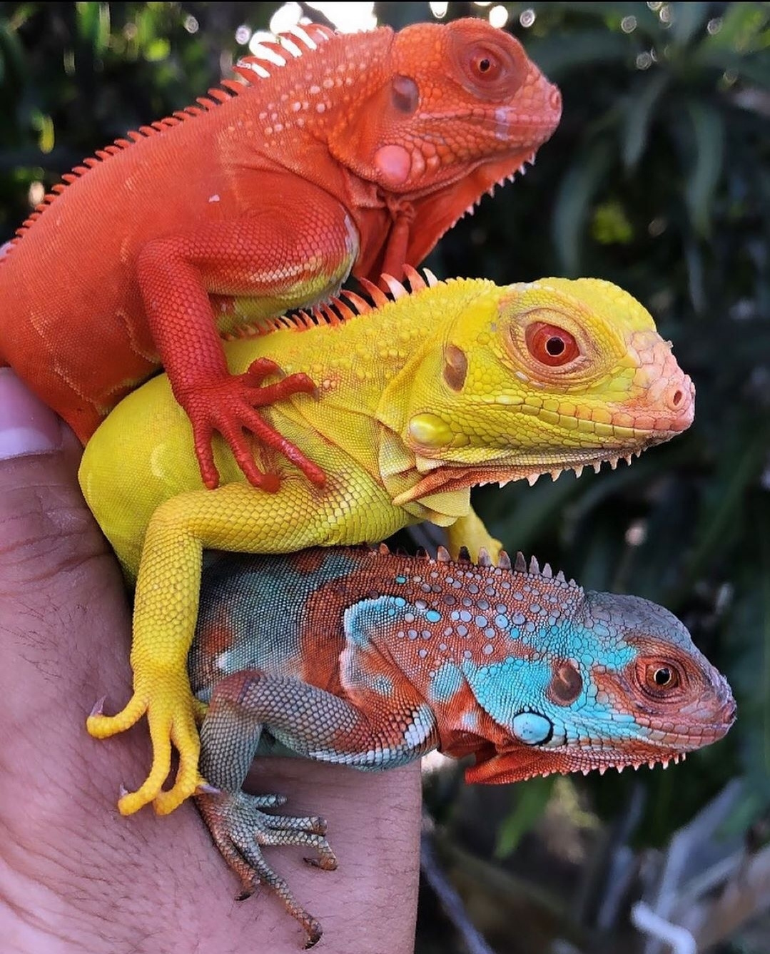 rainbow lizards MyConfinedSpace