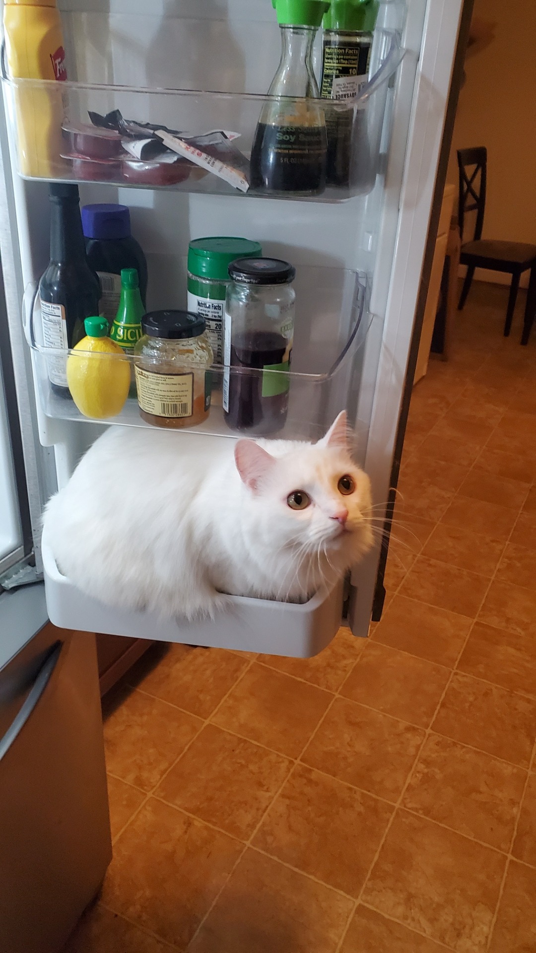 fridge cat MyConfinedSpace MyConfinedSpace