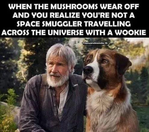 When The Mushrooms Wear Off