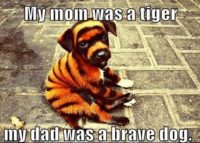 My-mom-was-a-tiger-my-dad-a-brave-dog.....jpg