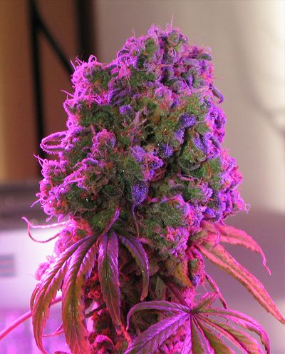 MARIJUANA