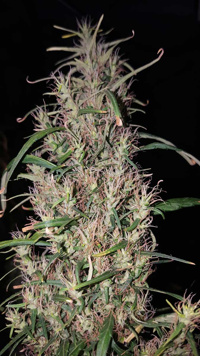 Meatholes Sativa