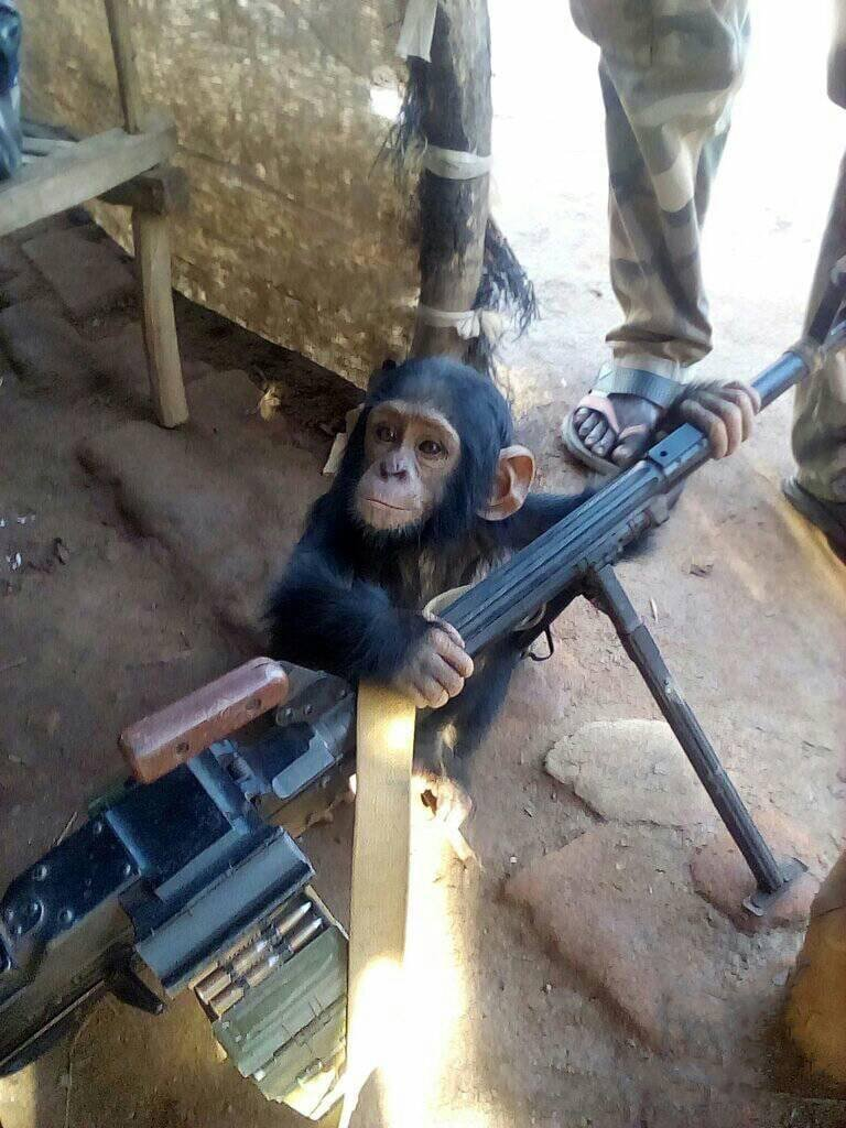 Chimp With A Machine Gun