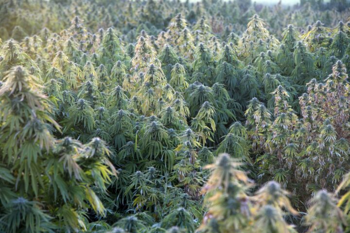 Marijuana harvest 4