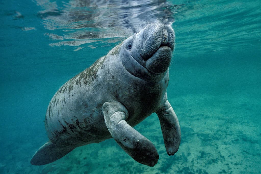 Florida’s Starving Manatees Ate ‘Every Scrap’ of Food in Trial Feeding Program – EcoWatch