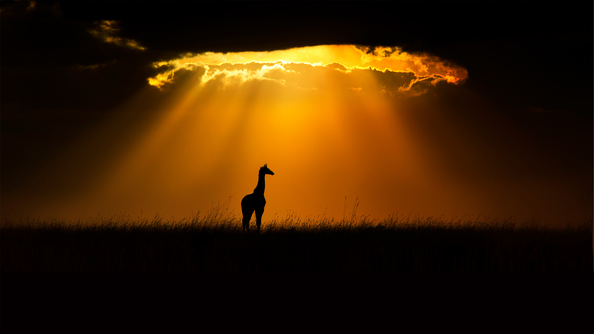 Sun Giraffee