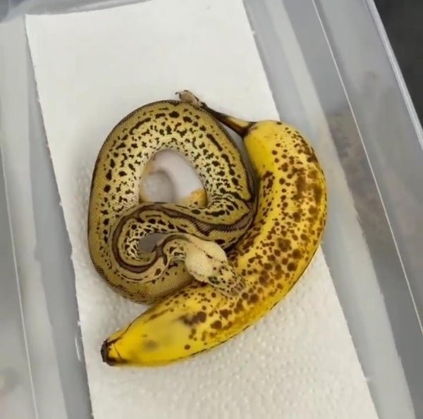banana snake MyConfinedSpace MyConfinedSpace