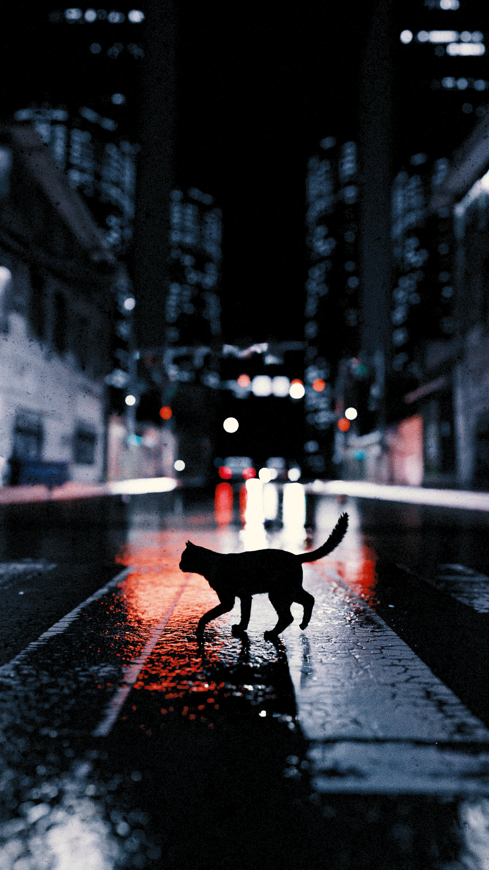 Cat on the Street