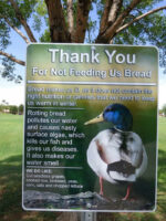 don't feed ducks bread.jpg