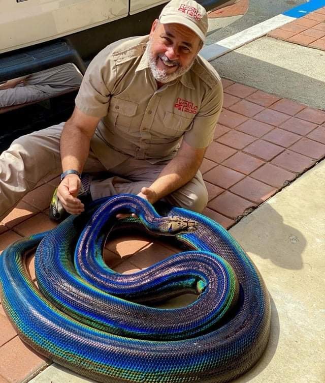 Rainbow Reticulated Python. - MyConfinedSpace