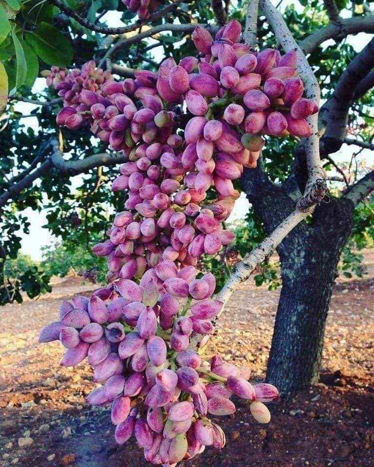 A beautiful pistachio tree in Sicily, Italy - MyConfinedSpace