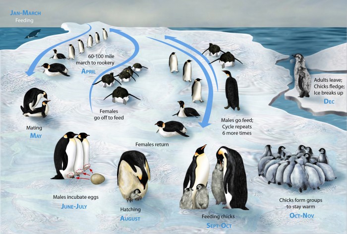 penguin-lifecycle.jpg (1 MB)